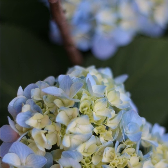 Meet your Posher, Lucinda - Picture 2 of 2